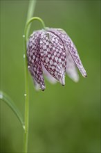 Snake's head fritillary (Fritillaria meleagris), Emsland, Lower Saxony, Germany, Europe