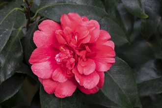 Camellia (Camellia japonica althaeiflora) hybrid