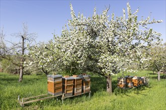 Beehives in meadow orchard with blossoming fruit trees, Rems Valley, Baden-Württemberg, Germany,