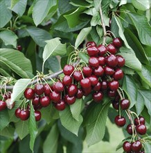 Prunus avium 'Stella'