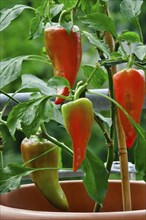 Peppers in a plant pot, balcony, August, Germany, Europe