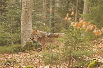 European wolf, Canis lupus lupus, Bavarian Forest National Park, Bavaria, Germany, captive, Europe