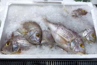 Red sea bream (Pagellus erythrinus) Sea bream Dorade Rosé on ice in refrigerated counter Fish