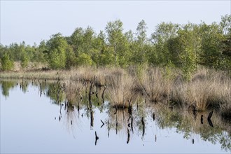 Moorland, rewetting, Emsland, Lower Saxony, Germany, Europe