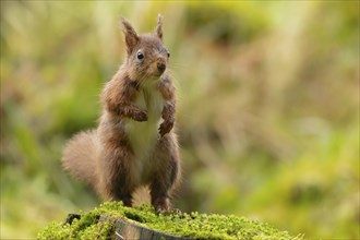 Red squirrel (Sciurus vulgaris) adult animal standing on a tree stump, Yorkshire, England, United