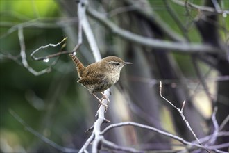 Eurasian wren (Troglodytes troglodytes), sitting on a branch, Baden-Württemberg, Germany, Europe