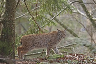 Lynx, Lynx lynx, Bavarian Forest National Park, Bavaria, Germany, Captive, Europe