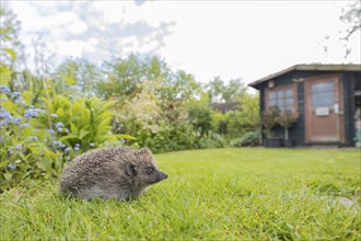 European hedgehog (Erinaceus europaeus) adult animal on a garden lawn, with a shed in the