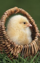 Cute yellow chick (Gallus gallus domesticus) in basket at chicken farm