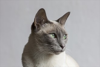 Tonkinese cat, result of a recent crossbreeding between Siamese and Burmese cat breeds