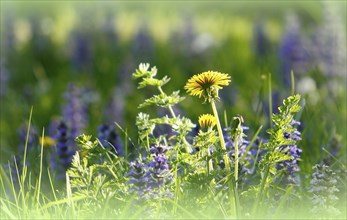 Flowering common dandelion (Taraxacum), in flowering meadow, North Rhine-Westphalia, Germany,