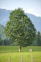 Sycamore maple (Acer pseudoplatanus), Zell am See, Salzburg, Austria, Europe