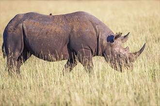 Black rhinoceros (Diceros bicornis) walking in high grass on the savanna, Maasai Mara National