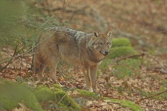 European wolf, Canis lupus lupus, Bavarian Forest National Park, Bavaria, Germany, captive, Europe