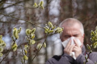 Pollen allergy, willow pollen, March, Germany, Europe