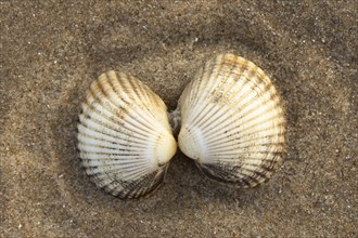 Cockle shell one pair on a sandy beach, Norfolk, England, United Kingdom, Europe