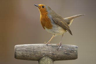 European robin (Erithacus rubecula) adult bird on a garden fork handle, England, United Kingdom,