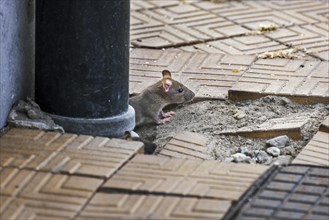 Juvenile brown rat, Common rat (Rattus norvegicus) emerging from drainpipe on pavement