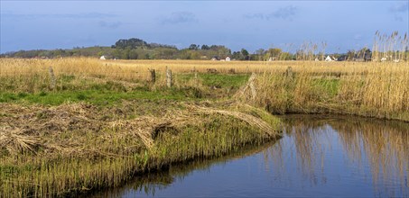 Lowlands on the Bodden on Rügen, Mönchgut peninsula, Mecklenburg-Western Pomerania, Germany, Europe