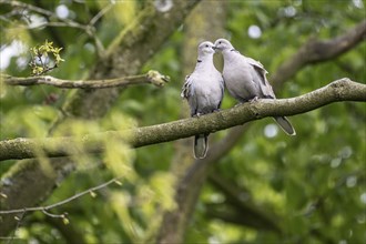 Eurasian collared doves (Streptopelia decaocto), mating, Emsland, Lower Saxony, Germany, Europe