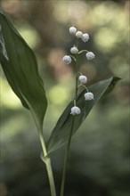 Lily of the valley (Convallaria majalis), Emsland, Lower Saxony, Germany, Europe