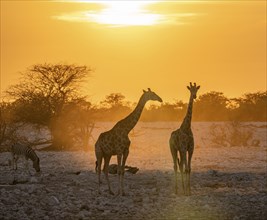 Angolan giraffe (Giraffa giraffa angolensis), two giraffes in the backlight at sunset, atmospheric