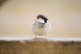 House sparrow (Passer domesticus) sitting on a wood, Bavaria, Germany Europe