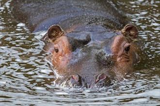 Close-up of cute young common hippopotamus, hippo (Hippopotamus amphibius) calf resting in water of