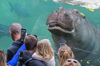 Zoo visitors taking pictures with their smartphones of hippo swimming underwater at the ZooParc de