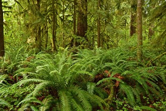 Temperate rainforest with fern, Vancouver Island, British Columbia, Canada, North America