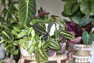 Urban jungle. Different tropical houseplants like Pothos, Philodendron or Maranta plants in flower