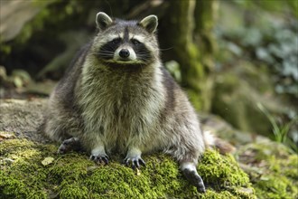 Raccoon (Procyon lotor) sitting on a stone, Germany, Europe