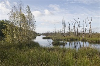 Moorland, rewetting area, Emsland, Lower Saxony, Germany, Europe