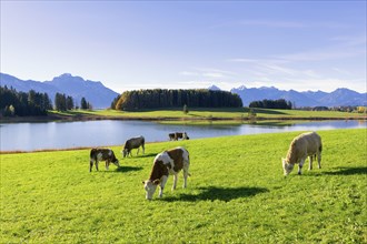 Cows in a meadow, at the Forggensee, pasture, AllgÃ¤u Alps, AllgÃ¤u, Bavaria, Germany, Europe