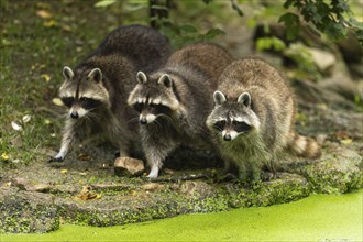 Three raccoons (Procyon lotor) foraging, Germany, Europe