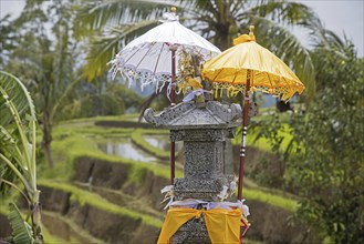 Little Hindu altar, sanggah in the Jatiluwih terraced paddy fields, rice terraces in the highlands