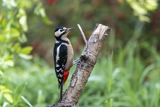 Great spotted woodpecker (Dendrocopos major), on a tree, wildlife, Germany, Europe