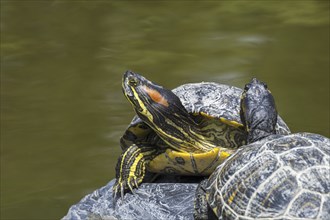 Red-eared slider (Trachemys scripta elegans), red-eared terrapin pond slider native to the southern