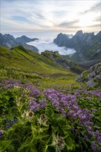 Purple flowers on a mountain meadow, view over SÃ¤ntis mountains into the valley of Meglisalp at