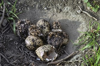 Northern Lapwing (Vanellus vanellus) chicks hatching among eggs in nest on the ground