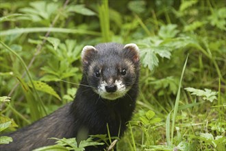 Close up of European polecat (Mustela putorius) hunting in grassland