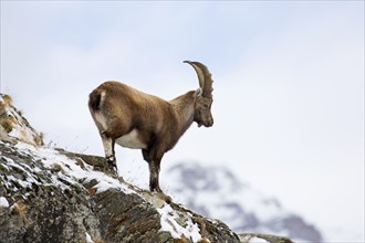 Alpine ibex (Capra ibex) young male foraging on mountain slope in the snow in winter, Gran Paradiso