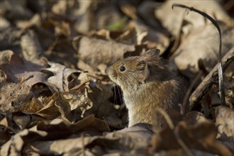 Bank vole (Clethrionomys glareolus) sitting among leaves on the forest floor, Germany, Europe