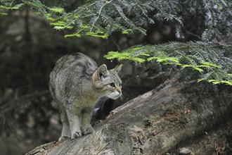 Young Wild cat (Felis silvestris) stalking prey from fallen tree trunk in woodland, Bavarian