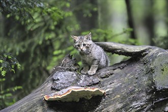 Wild cat (Felis silvestris) kitten on tree trunk in forest, Germany, Europe