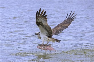 Western osprey (Pandion haliaetus) with caught fish in its talons, taking off from water surface of