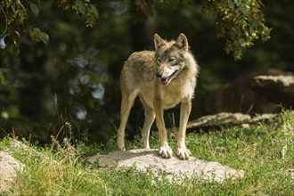 Algonquin wolf (Canis lupus lycaon), wolf, American wolf, on a hill, Germany, Europe