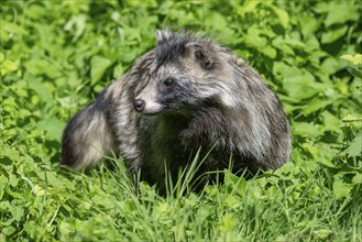 Raccoon dog (Nyctereutes procyonoides) standing in a meadow, captive, Hesse, Germany, Europe