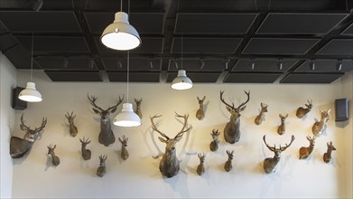 Hunter's trophy room with collection of stuffed deer heads hanging on a wall as hunting trophies