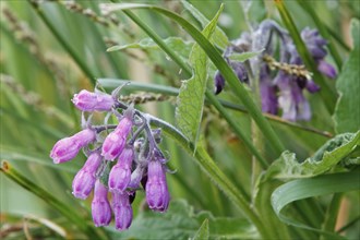 Comfrey (Symphytum officinale), inflorescence, purple morph, medicinal plant, Peenetal River